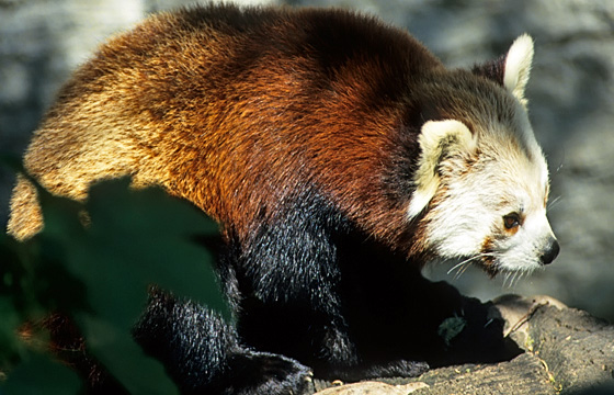 Tiere: Kleiner Panda