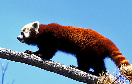 Tierportrait: Kleiner Panda