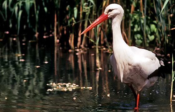 Neusiedlersee: Storch bei Nahrungssuche 