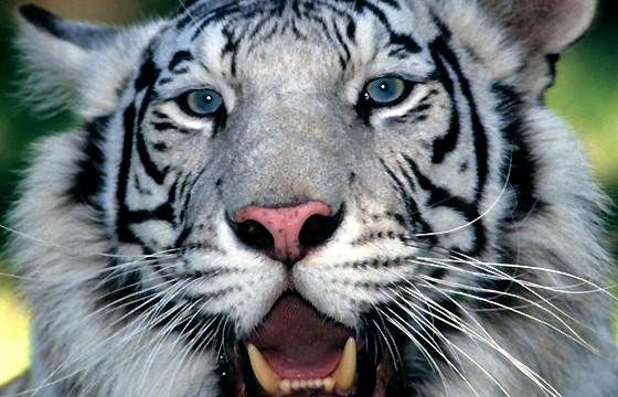Weisser Tiger