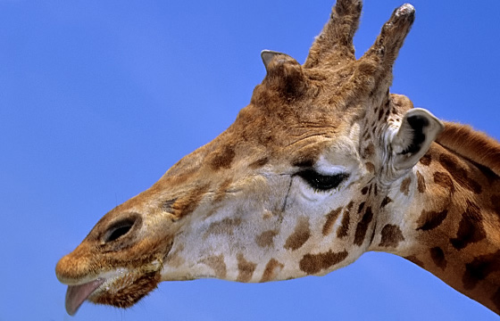 Tierporttrait: Giraffe