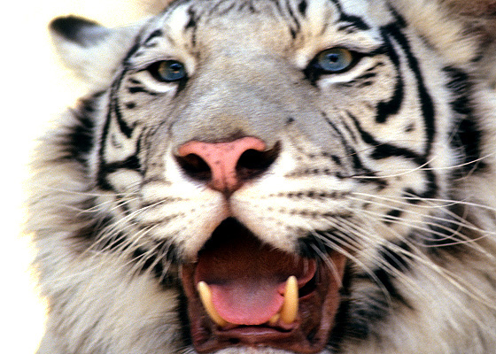 Weisser Tiger