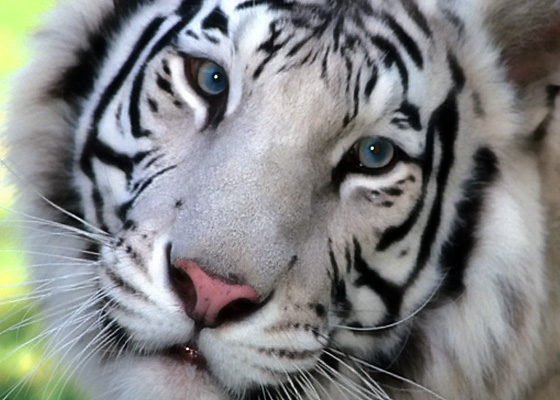 Weisser Tiger