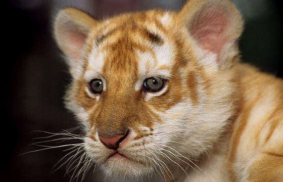 Tigerbaby / Weisser Tiger