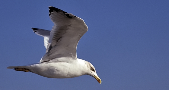 Tierfotografie: M&ouml;we im Flug: Freiheit!
