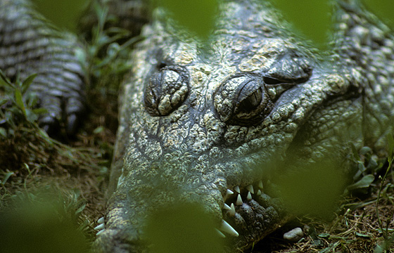 Krokodil im Sumpfgebiet