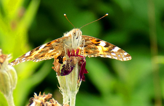 Brauner Falter - Schmetterling