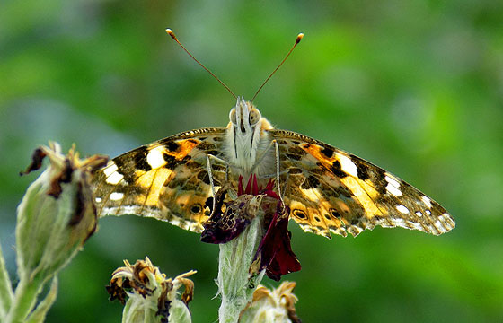 Brauner Falter
