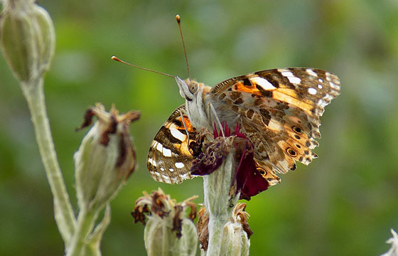 Brauner Falter in der Natur