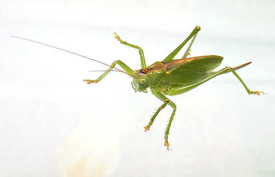 Heuschrecke