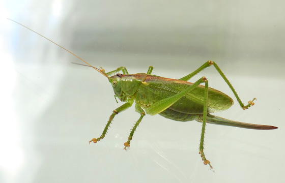 Heuschrecke
