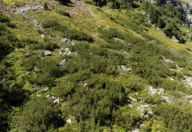 Latschenwald - Latschenkiefer in der Gletscherwelt Wei&szlig;see