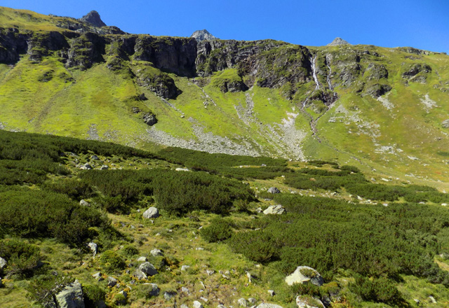 Wei&szlig;see Gletscherwelt - Vegetation mit Latschenkiefern u. Bergwiesen